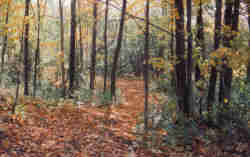 Fall Walk